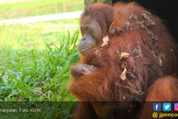 Bayi Orangutan Jantan Lahir di Bintan, Namanya.. - JPNN.COM