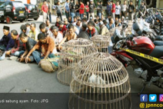 45 Orang Pemalas Tertangkap Sedang Berjudi Sabung Ayam - JPNN.COM