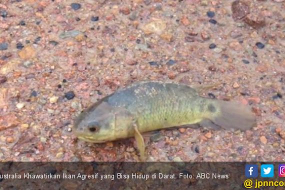 Australia Khawatirkan Ikan Agresif yang Bisa Hidup di Darat - JPNN.COM