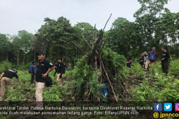 2 Hari Operasi, Bareskrim Musnahkan 8 Hektare Ladang Ganja - JPNN.COM