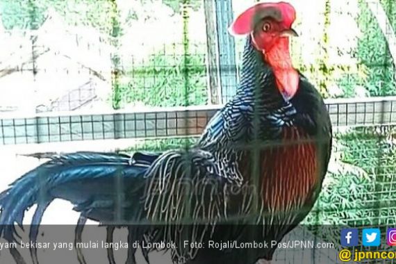 Ayam Bekisar Pak Lanang Ditawar Rp 125 Juta - JPNN.COM