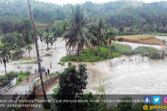 Banjir Rusak Ribuan Hektare Tanaman Padi di Pasaman Barat - JPNN.COM