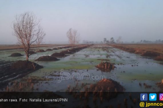 Lahan Rawa Terbukti Hasilkan Padi Kualitas Unggul - JPNN.COM