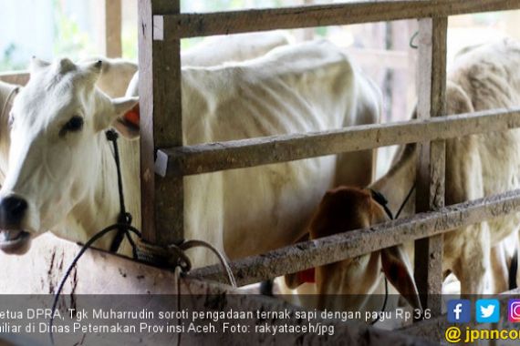 Ketua Dewan Soroti Pengadaan Sapi DOKA di Aceh Tenggara - JPNN.COM