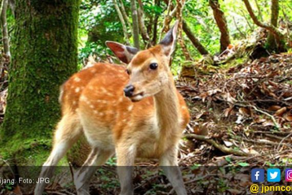 KLHK Selidiki Unggahan Foto Kijang Mati di Media Sosial - JPNN.COM