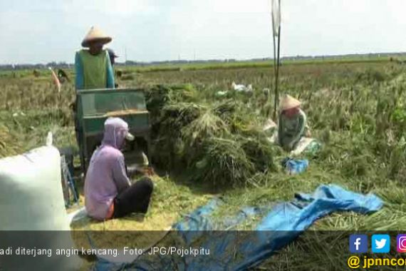 Duh, Padi Puluhan Hektar Dihancurkan Angin Kencang - JPNN.COM