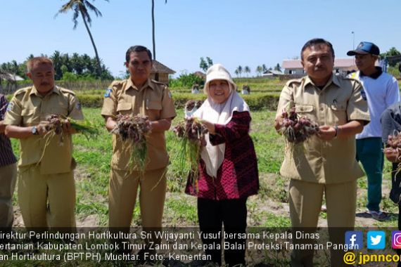 Dorong Pengembangan Bawang Merah Ramah Lingkungan - JPNN.COM