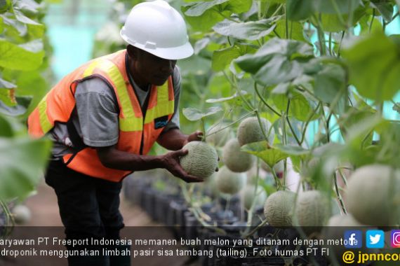 Panen Melon di Limbah Pasir Sisa Tambang - JPNN.COM