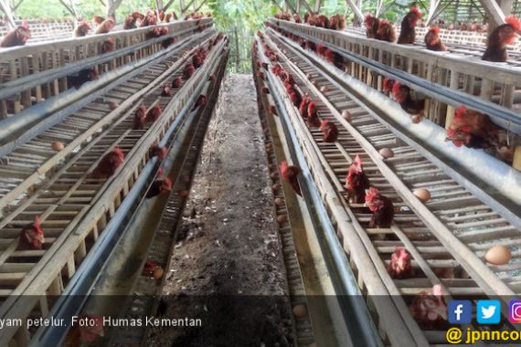 Kementan Luncurkan Vaksin Anti-flu Burung untuk Ayam Petelur - JPNN.COM