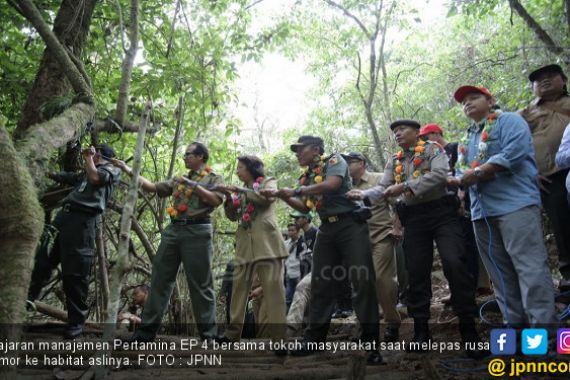 Pertamina EP Asset 4 Lepasliarkan Rusa ke Habitat Aslinya - JPNN.COM