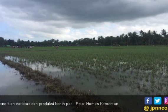 Kementan: Proyek Penelitian Varietas Padi Milik AB2TI Gagal - JPNN.COM