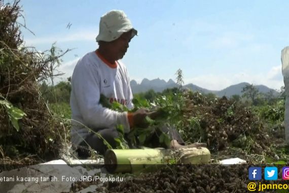 Harga Kacang Tanah Turun Drastis, Petani Menjerit - JPNN.COM