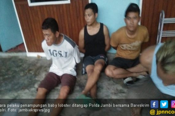 Tim Gabungan Amankan Puluhan Ribu Baby Lobster di Jambi - JPNN.COM