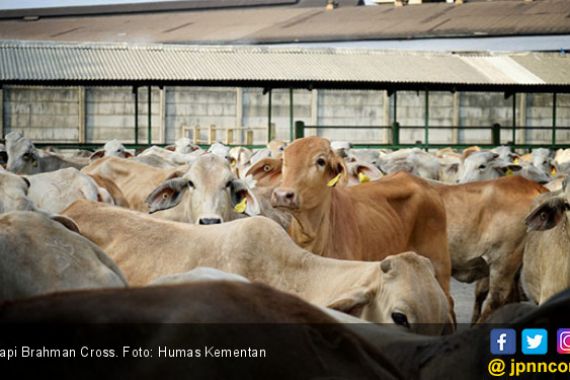 Kementan Salurkan 1.225 Ekor Sapi Brahman Cross ke Peternak - JPNN.COM