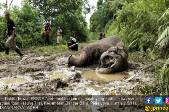 Seekor Gajah Dibunuh di Meureudu, Dua Gadingnya Lenyap - JPNN.COM
