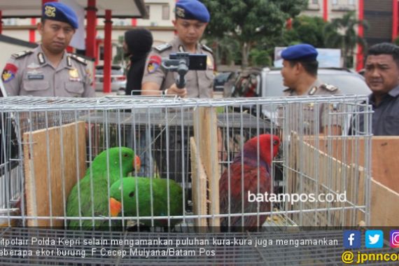 Polda Kepri Gagalkan Penyeludupan Hewan Langka dari Maluku - JPNN.COM