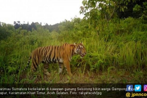 Harimau Berkeliaran Dekat Permukiman Warga di Aceh Selatan - JPNN.COM