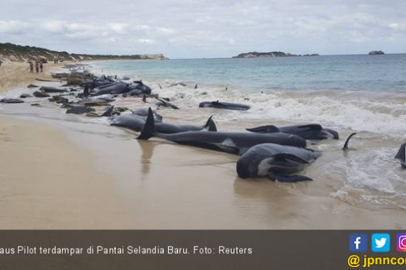 Mengenaskan, 145 Paus Pilot Tewas di Pantai Selandia Baru - JPNN.COM