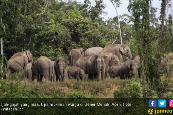 43 Gajah Masuk Kampung, Warga Arul Cincin Terpaksa Mengungsi - JPNN.COM