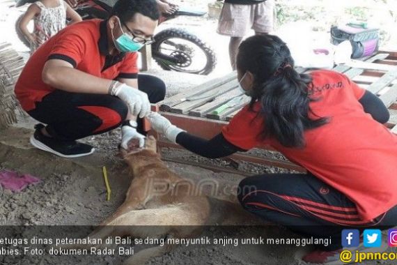 Kementan Gencarkan Vaksinasi Penyebaran Virus Rabies di Bali - JPNN.COM