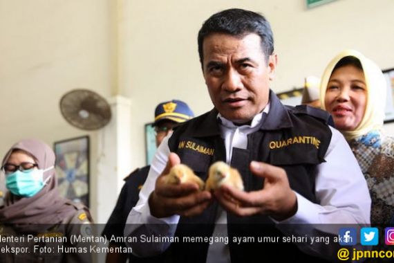 Ekspor Anak Ayam ke Timor Leste Terus Meningkat - JPNN.COM