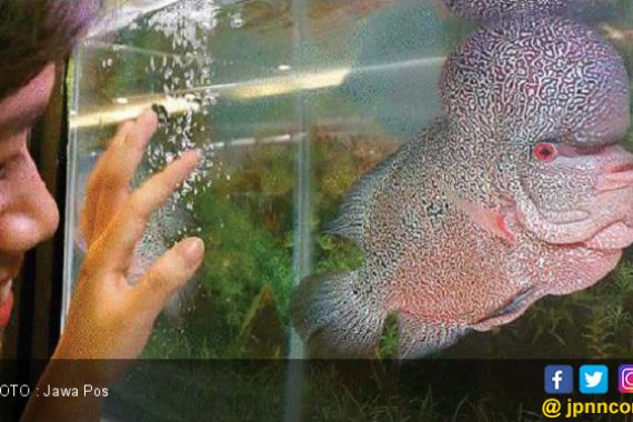 Pecinta Louhan Wajib Baca, Ini Caranya Ikan Tetap Cantik - JPNN.COM