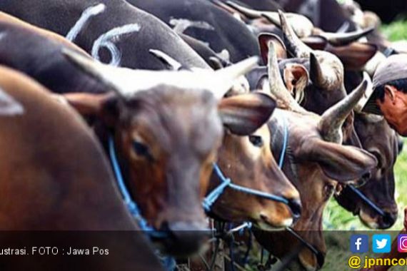 Jelang Nataru, Pemotongan di RPH Menurun - JPNN.COM