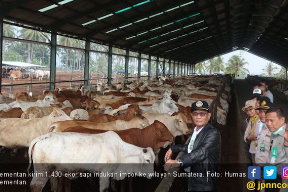 Kementan Salurkan 1.430 Ekor Sapi Indukan ke Daerah Sumatera - JPNN.COM