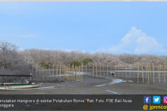 Duh, Mangrove di Sekitar Pelabuhan Benoa Mulai Rusak - JPNN.COM