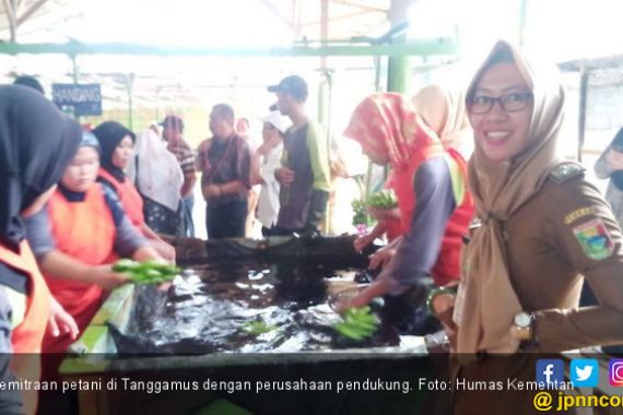Kementan Dorong Tanggamus Bangun Kemitraan Hortikultura - JPNN.COM