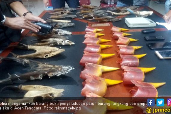Penyeludup Paruh Burung Rangkong Ditangkap di Aceh Tenggara - JPNN.COM