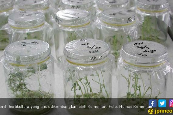 Kementan Terus Kembangkan Benih Hortikultura Bermutu - JPNN.COM
