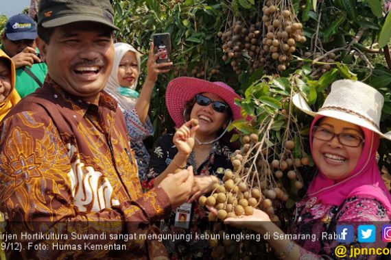 Jawa Tengah Sentra Produksi Lengkeng Terbesar - JPNN.COM