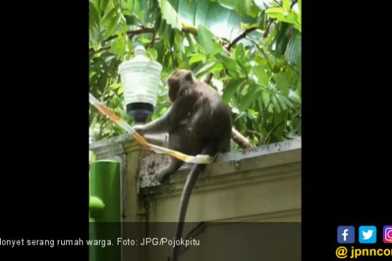 Kawanan Monyet Serang Rumah Warga, Bunuh Ternak - JPNN.COM