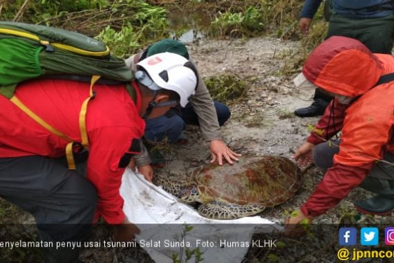 KLHK Selamatkan 18 Ekor Penyu Pasca Tsunami Selat Sunda - JPNN.COM