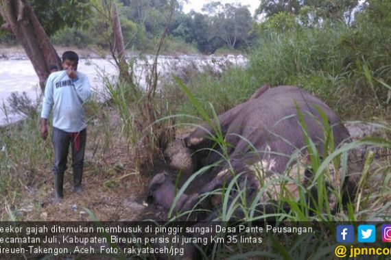 Seekor Gajah Ditemukan Mati dengan Gading Hilang di Bireuen - JPNN.COM