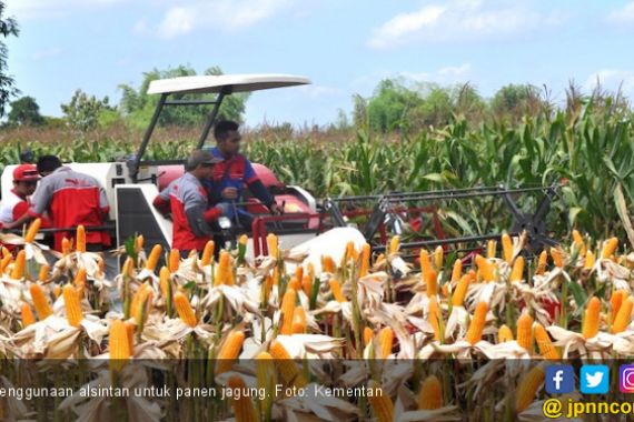 Pak Menko Darmin Tengoklah Panen Jagung di Karo, Jangan Buru-Buru Impor   - JPNN.COM