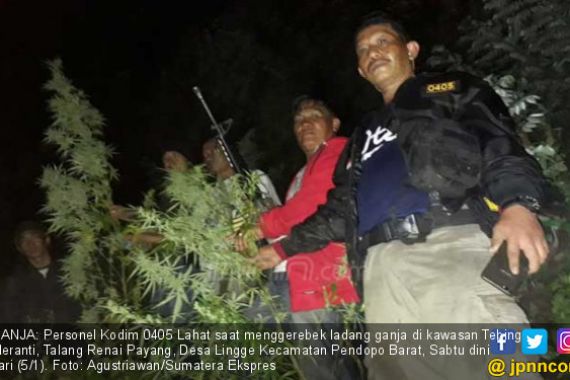 Kodim Lahat Gerebek Ladang Ganja Seluas 1 Hektare di Lahat - JPNN.COM