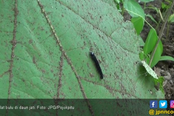 Warga Berburu Ulat Bulu untuk Jadi Lauk dan Camilan - JPNN.COM