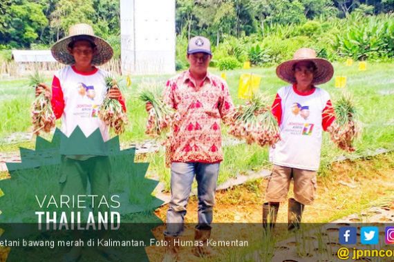 Barito Timur Siap Jadi Sentra Baru Bawang Merah Kalimantan - JPNN.COM