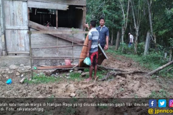 Kawanan Gajah Liar Obrak-abrik Tiga Rumah Warga Nagan Raya - JPNN.COM