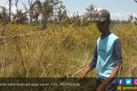 Petani Cabai Terancam Gagal Panen - JPNN.COM