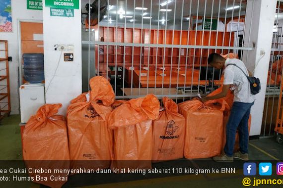 Bea Cukai Cirebon Serahkan Paket Berisi Daun Khat ke BNN - JPNN.COM