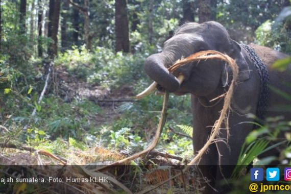 Kebakaran Hutan di Taman Nasional Tesso Nilo, 8 Ekor Gajah Sumatera Terpaksa Dipindahkan - JPNN.COM