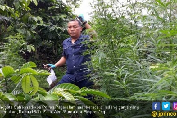 Lihat, Polisi Temukan Ladang Ganja di Pagaralam - JPNN.COM