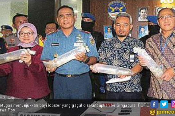 Penyelundupan Ribuan Bayi Lobster Digagalkan, Nilainya Fantastis - JPNN.COM