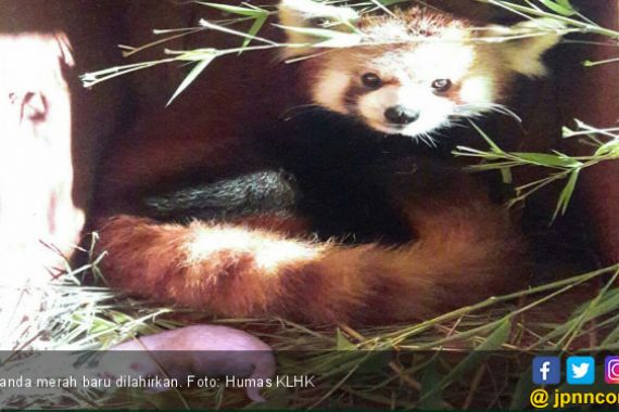 Selamat, Ini Kelahiran Panda Merah Pertama di Indonesia - JPNN.COM