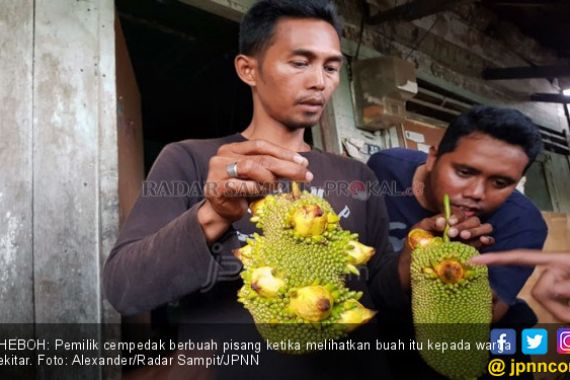 Bikin Heboh! Ada Cempedak Berbuah Pisang - JPNN.COM