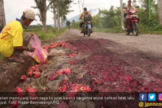 Petani Protes, Buang Buah Naga ke Sungai dan Jalan - JPNN.COM