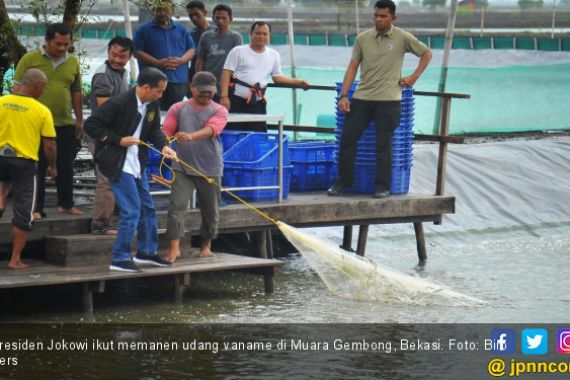 Jokowi Senang Petambak Udang Bekasi Belajar dari Gagal Panen - JPNN.COM